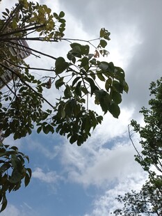 仰视树冠与蓝天美景