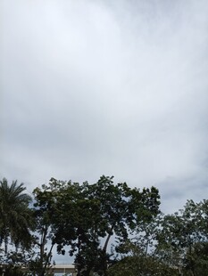 天空下的繁茂树木
