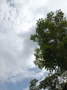 仰视绿树与蓝天白云