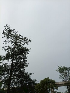 阴天中的挺拔树木