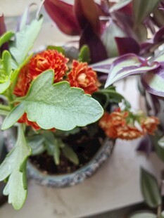 盆栽红果植物生机盎然