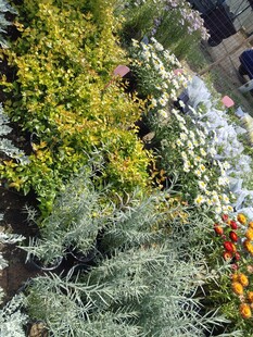 多彩植物景观