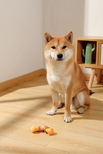 可爱柴犬前的美味零食
