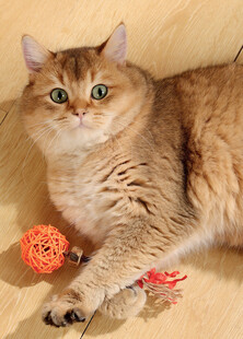 慵懒猫咪玩彩色玩具