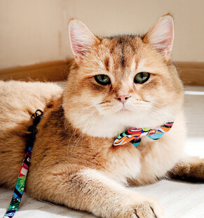 戴彩色牵引绳的可爱猫咪