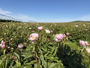 芍药花海