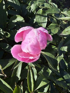 芍药花海
