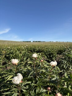 芍药花 花海