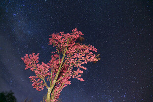 夜空下的绚烂红树