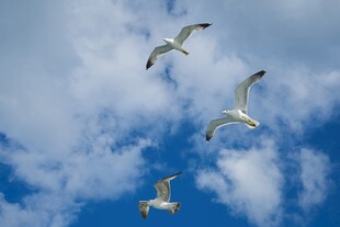 蓝天下翱翔的几只海鸥