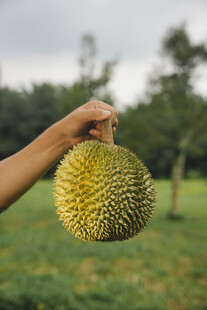 手拎榴莲