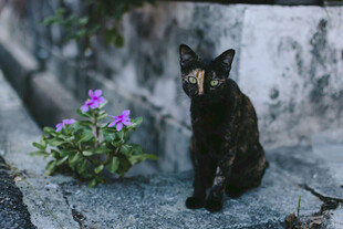 黑猫伴紫花于石上