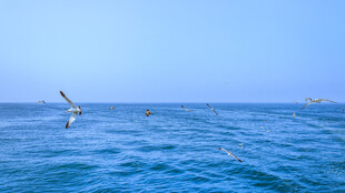 海面上展翅飞翔的海鸟