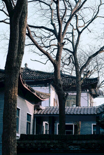 中式古宅与萧瑟树木