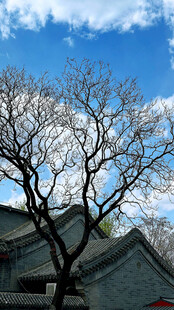 蓝天古宅旁的光秃树枝
