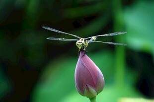 蜻蜓停驻于粉嫩荷花苞