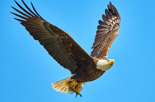 翱翔蓝天的雄鹰