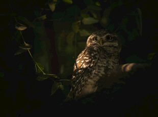 暗夜中的猫头鹰