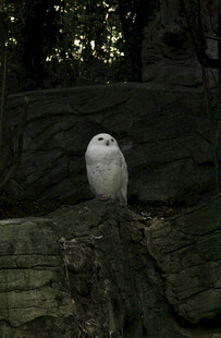 岩石上的白色猫头鹰