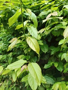 翠绿繁茂的植物叶片