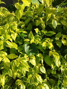 翠绿繁茂的斑斓叶片植物