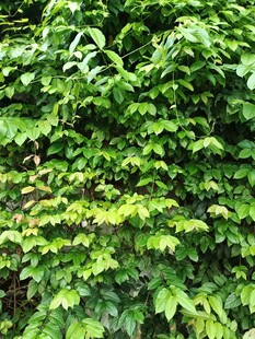 翠绿繁茂的树叶景观