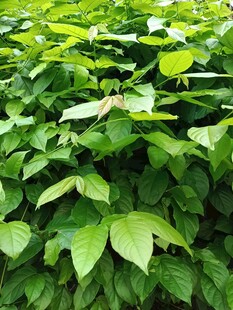 翠绿繁茂的植物叶片