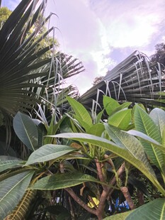 繁茂绿植
