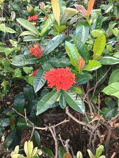 龙船花