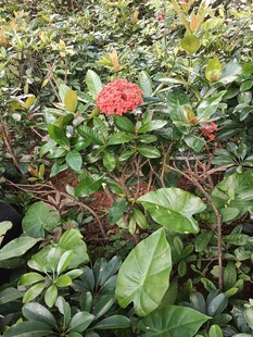 龙船花