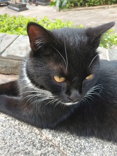 黑猫侧卧凝视