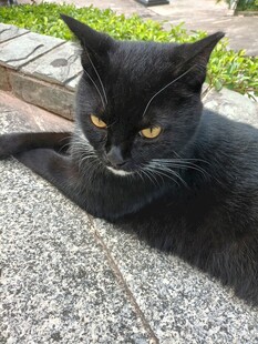 黑猫慵懒趴于石面
