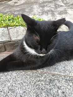 黑猫惬意趴地