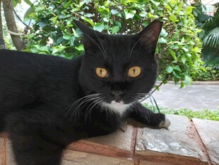黑猫趴卧于绿植旁