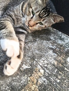 慵懒猫咪惬意躺卧