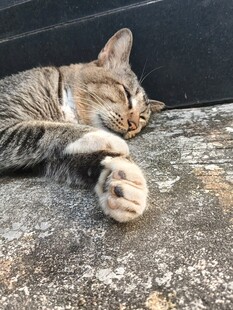 酣睡的猫咪