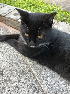 黑猫慵懒趴地