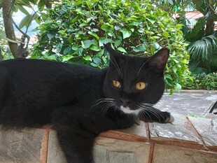 黑猫趴于石上