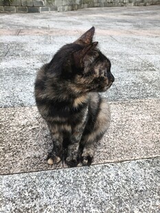 蹲坐的玳瑁猫