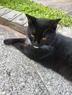 路边休憩的黑白色猫咪