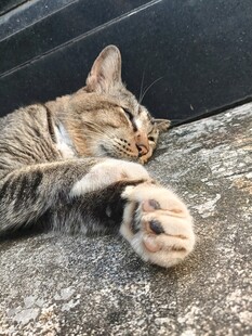 酣睡的猫咪