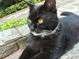 黑猫卧于石上