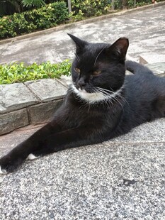黑猫惬意躺于户外地面