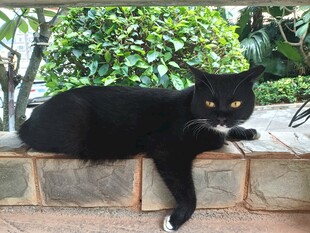 黑猫趴坐于砖墙绿植旁