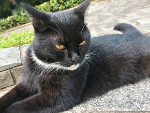 黑猫侧卧于石上