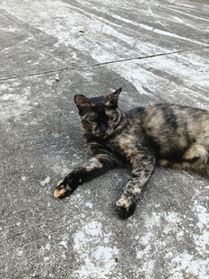 路边趴着的花色猫咪