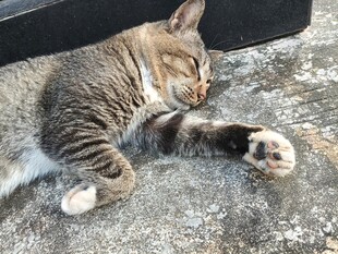 酣睡的条纹猫咪