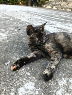 慵懒猫咪惬意躺地
