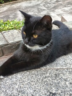 黑猫卧于石上
