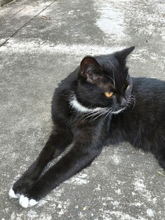 黑猫伏卧地面